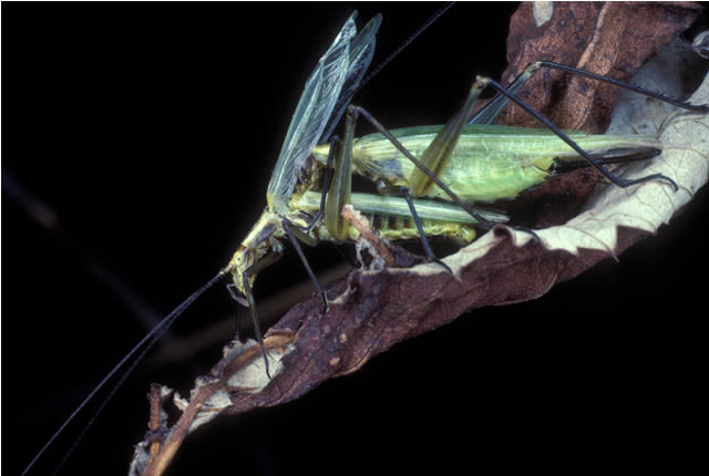 image of Oecanthus nigricornis