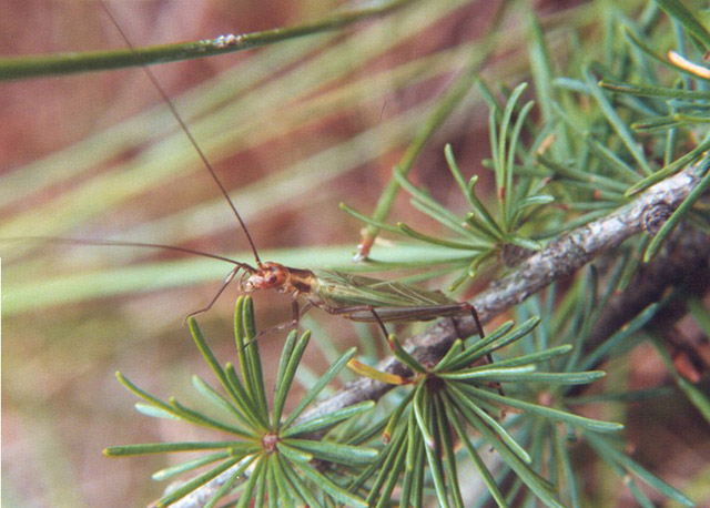 image of Oecanthus laricis