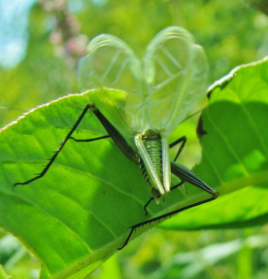 image of Oecanthus forbesi