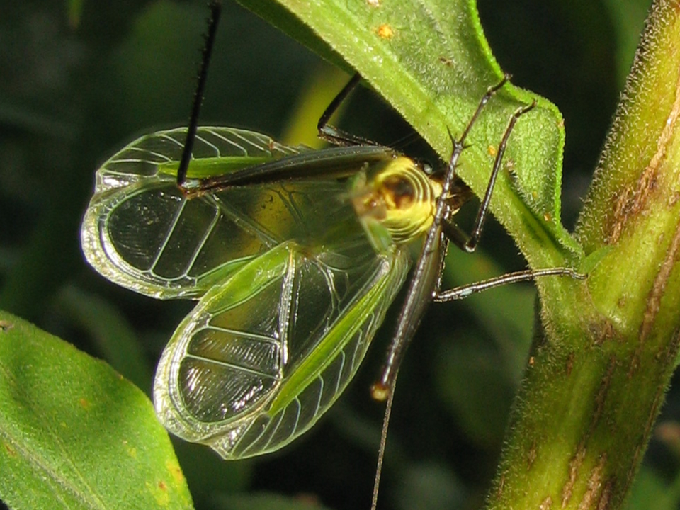 image of Oecanthus forbesi