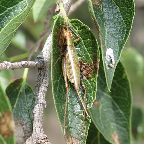 image of Oecanthus major