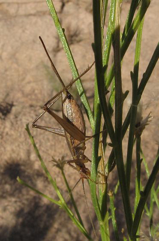 image of Oecanthus major