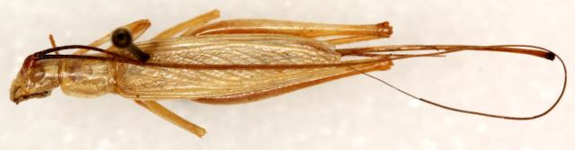 image of Oecanthus major