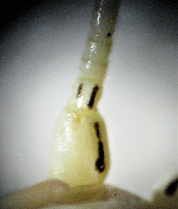 antennal markings of Oecanthus beameri