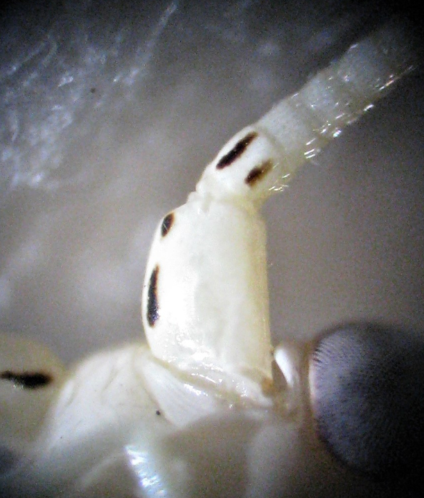 antennal markings of Oecanthus beameri