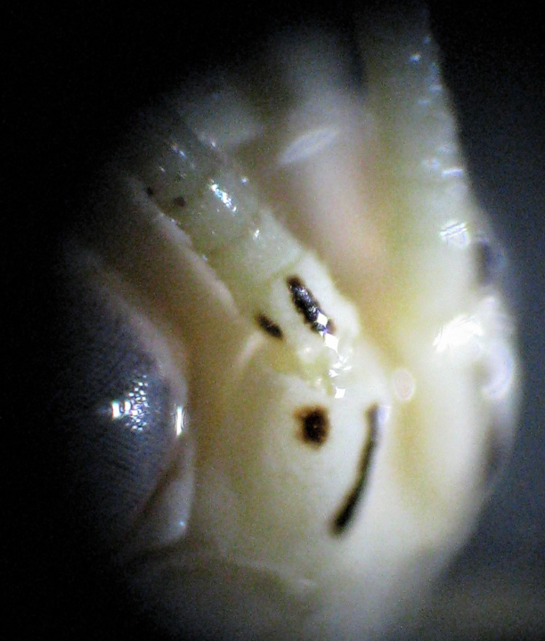 antennal markings of Oecanthus beameri