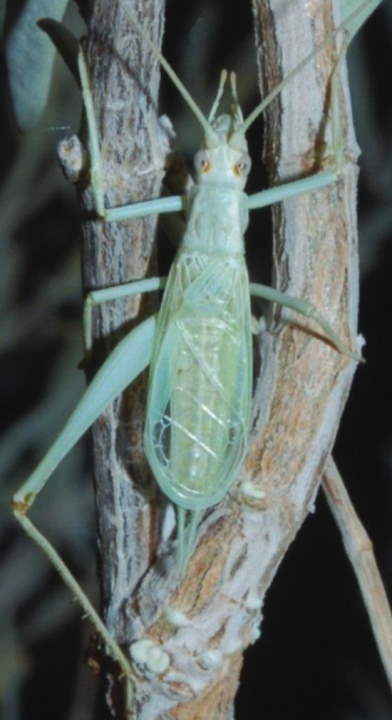 dorsal view of Oecanthus beameri male