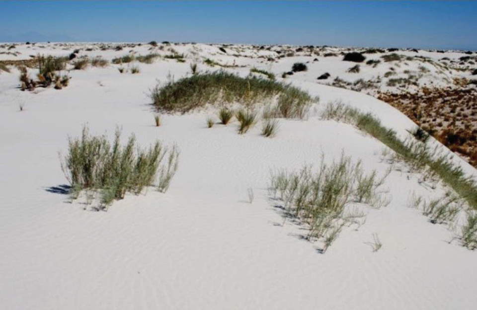 hoary rosemary mint growing on dunes in White Sands, New Mexico