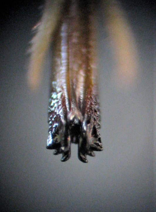 ovipositor Oecanthus beameri