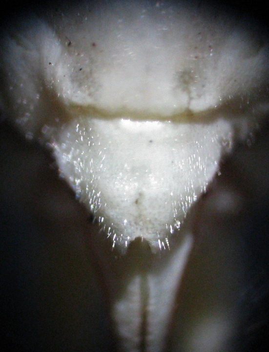 subgenital plates comparing females Oecanthus beameri and Oecanthus quadripunctatus