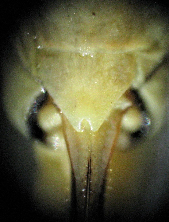 subgenital plates comparing females Oecanthus beameri and Oecanthus quadripunctatus