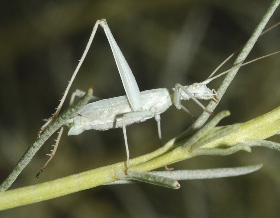 ventral view of Oecanthus beameri male