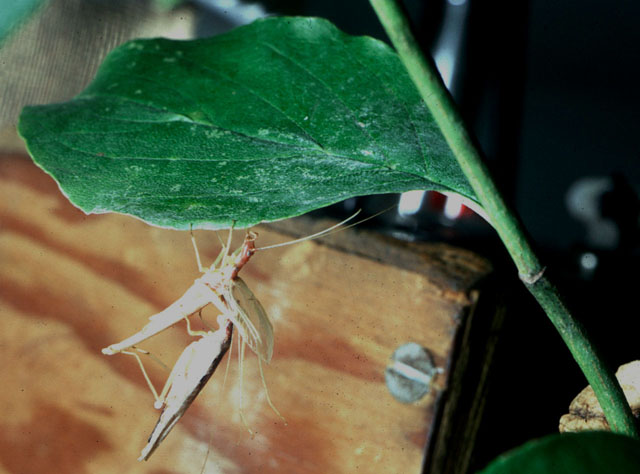 image of Neoxabea bipunctata