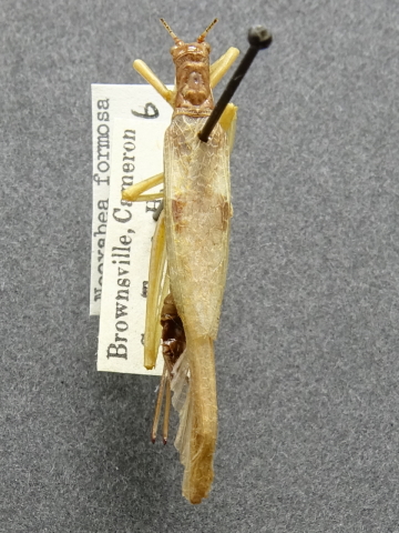 image of Neoxabea formosa