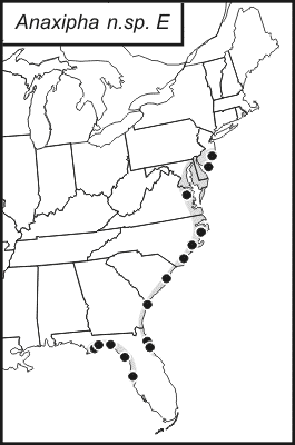 distribution map for Anaxipha tinnula