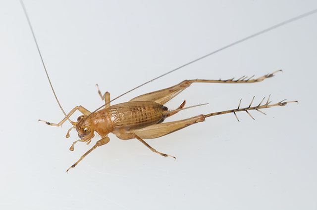 image of Anaxipha tinnula