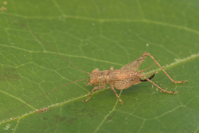 image of Anaxipha rosamacula