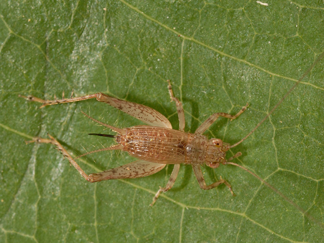 image of Anaxipha rosamacula