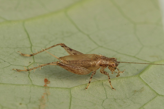 image of Anaxipha fultoni