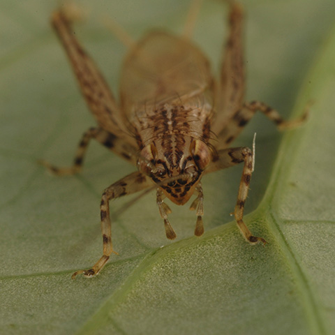 image of Anaxipha fultoni