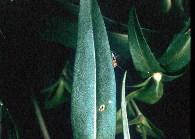 image of Anaxipha fultoni