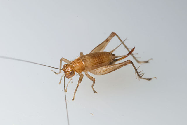 image of Anaxipha tinnulenta