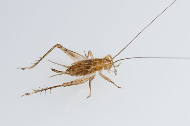 image of Anaxipha tinnulenta