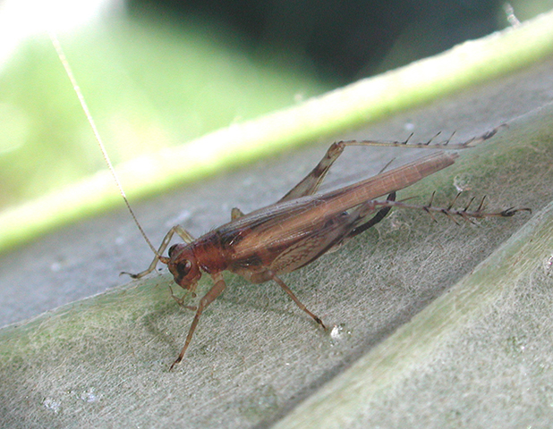 image of Anaxipha exigua