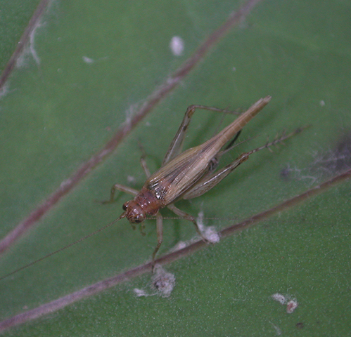 image of Anaxipha exigua