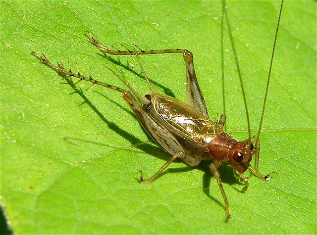 image of Anaxipha exigua