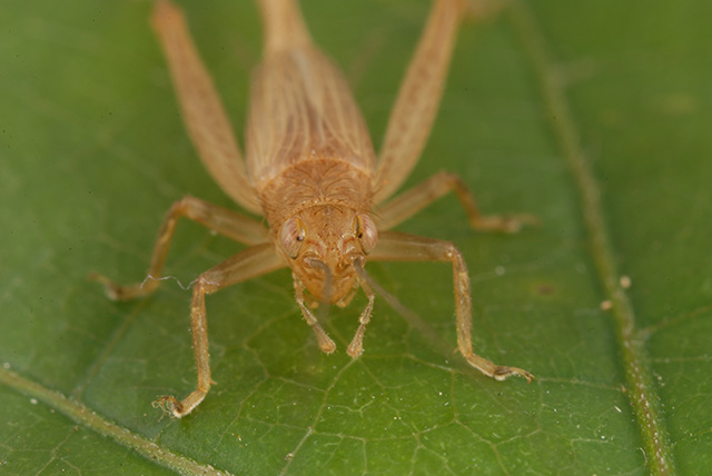 image of Anaxipha delicatula