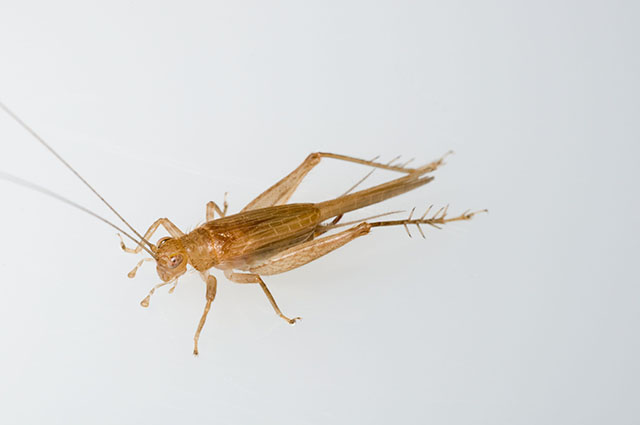 image of Anaxipha delicatula