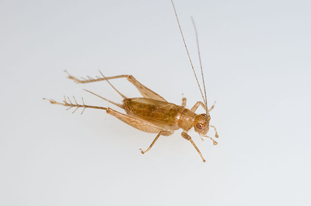 image of Anaxipha delicatula