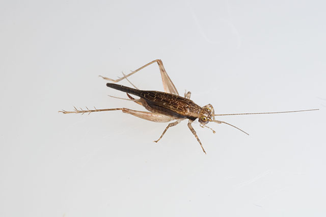 image of Anaxipha imitator