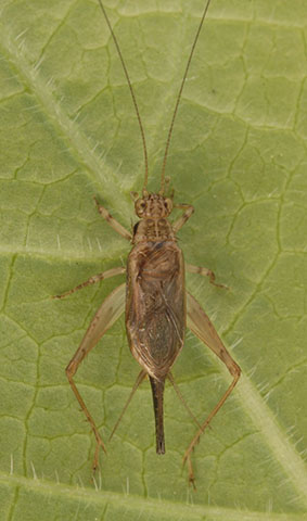 image of Anaxipha imitator