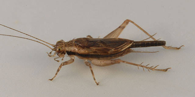 image of Anaxipha imitator