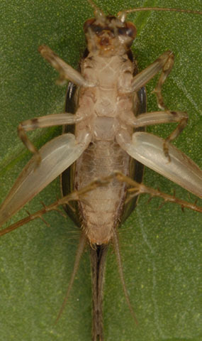 image of Anaxipha imitator