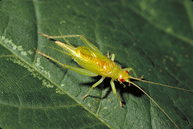 image of Cyrtoxipha columbiana