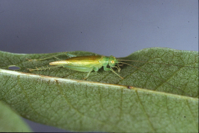 image of Cyrtoxipha columbiana