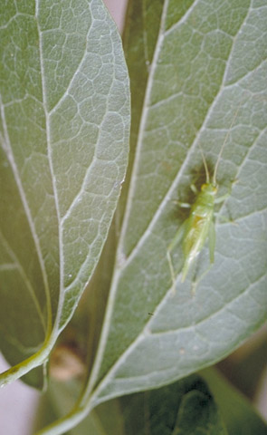 image of Cyrtoxipha confusa