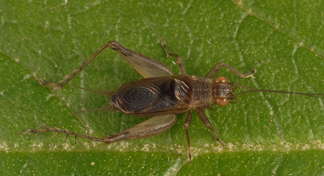 image of Anaxipha scia