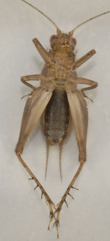 image of Anaxipha scia