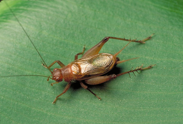 image of Anaxipha vernalis