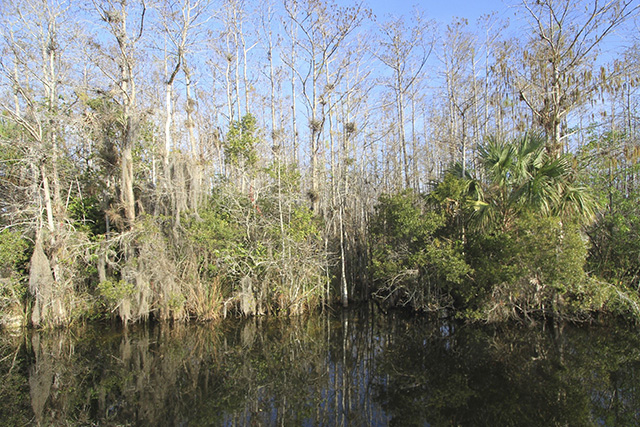 image of Anaxipha calusa