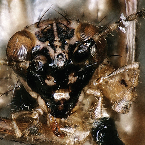 image of Anaxipha hyalicetra