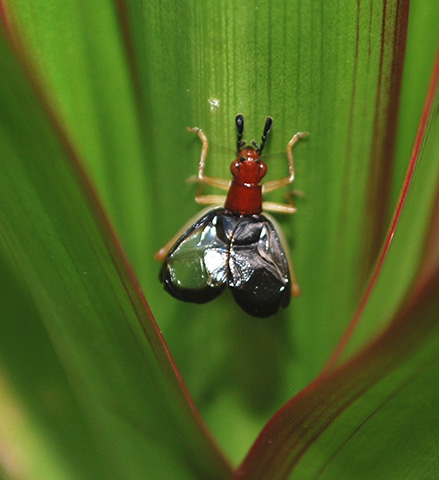 image of Phyllopalpus pulchellus