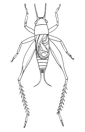 image of Hapithus melodius