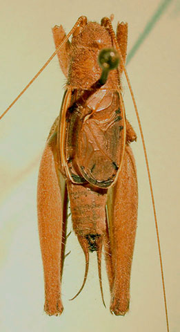 image of Hapithus melodius