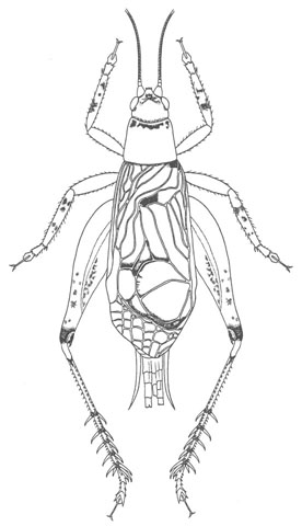 image of Xenogryllus unipartitus