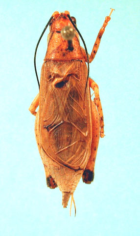 image of Xenogryllus unipartitus